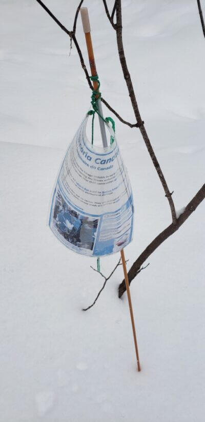 Species identification tags along the trail