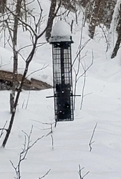 Bird feeders seen along the trail