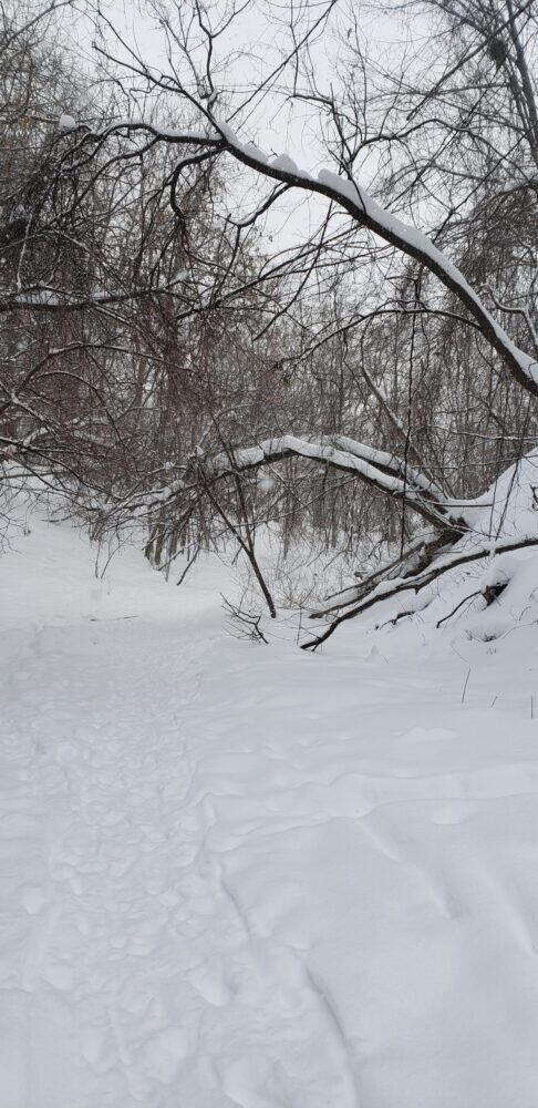 Snow damaged tree trunks throughout the trail