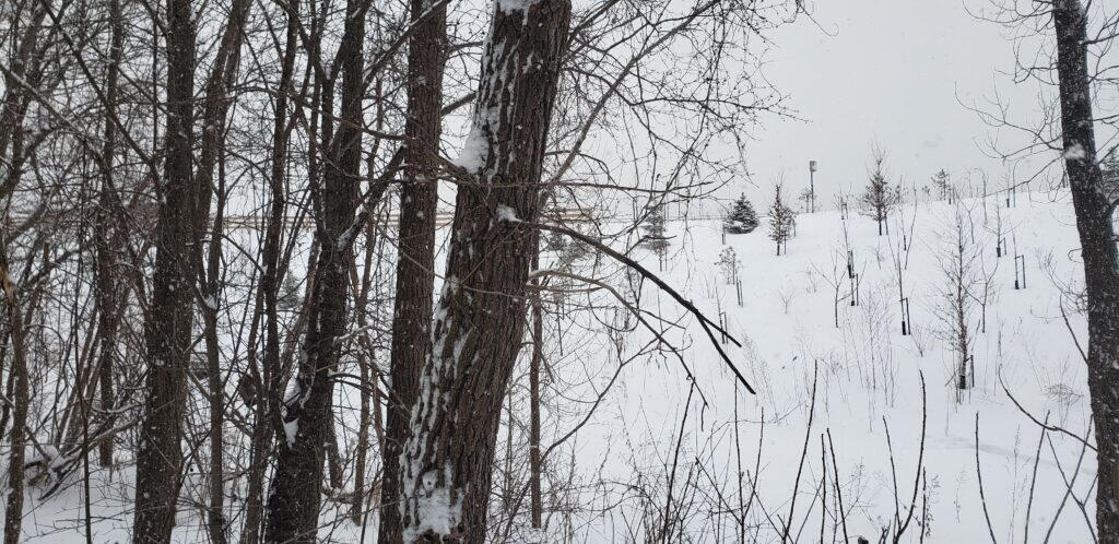 Turcot yard gully area – meadow-like wet zone